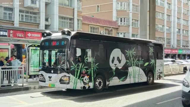 800BUS
